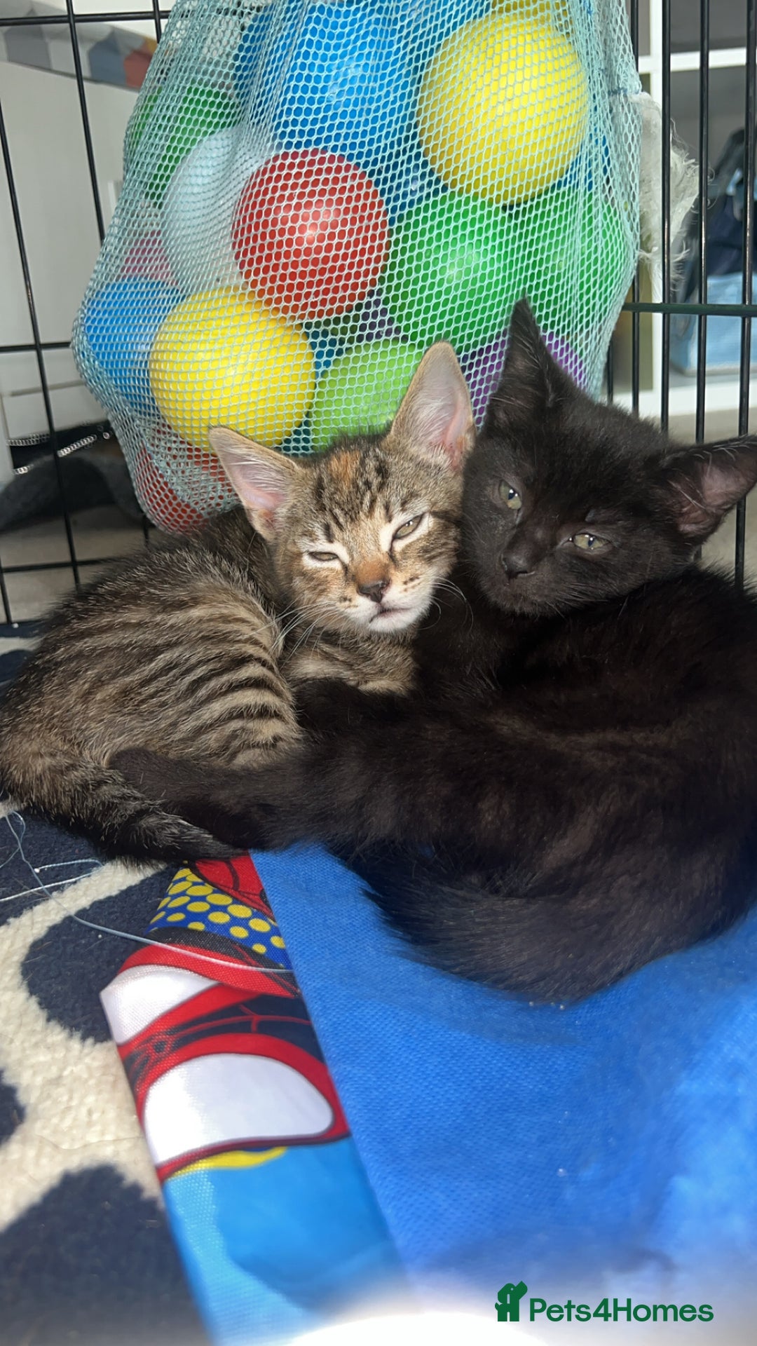 Siberian cats for sale: Siberian x Chartreux - Image 6