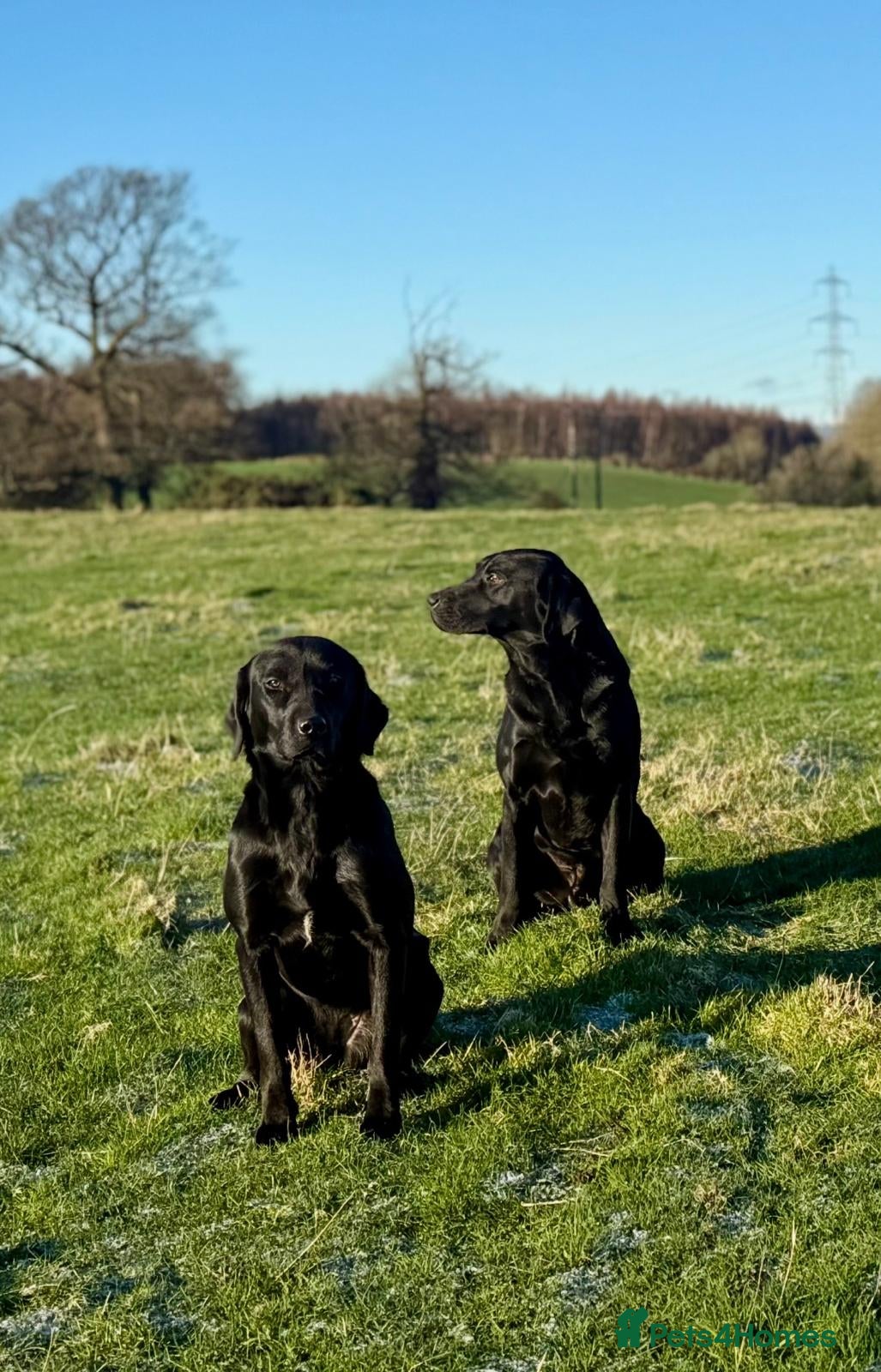 Labrador Retriever dogs for sale: KC Registered Black Labrador puppy-6 female 2 male - Advert 3