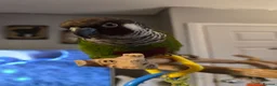 Conures birds for sale: Parley conure  - Advert 7