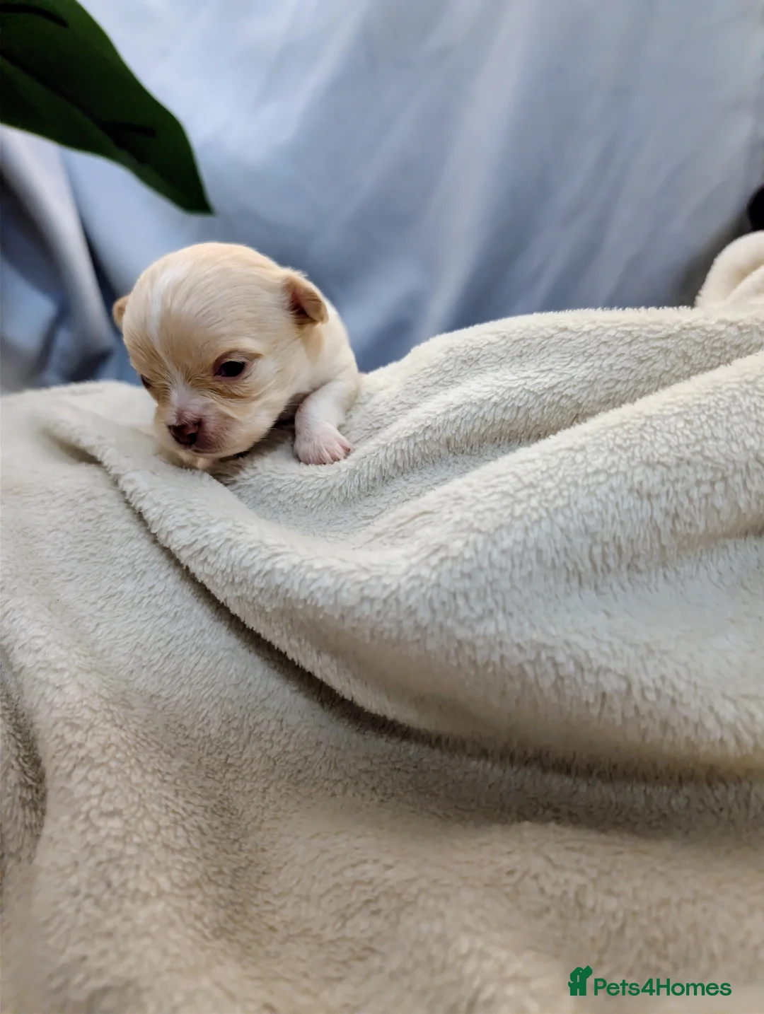 Chihuahua dogs for sale:  3 ABSOLUTELY GORGEOUS CHIHUAHUA PUPPIES FOR SALE - Advert 11
