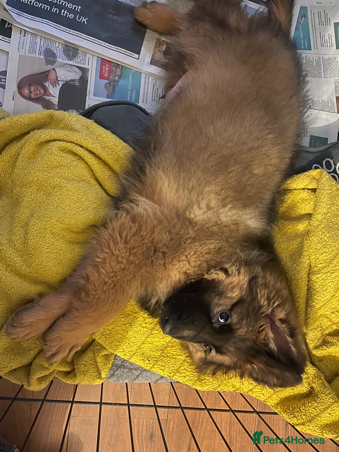 German Shepherd dogs for sale: German Shepherd MALE - Huge  - Advert 20