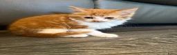 Mixed Breed cats for sale: 1 kitten 2 cats  - Advert 3