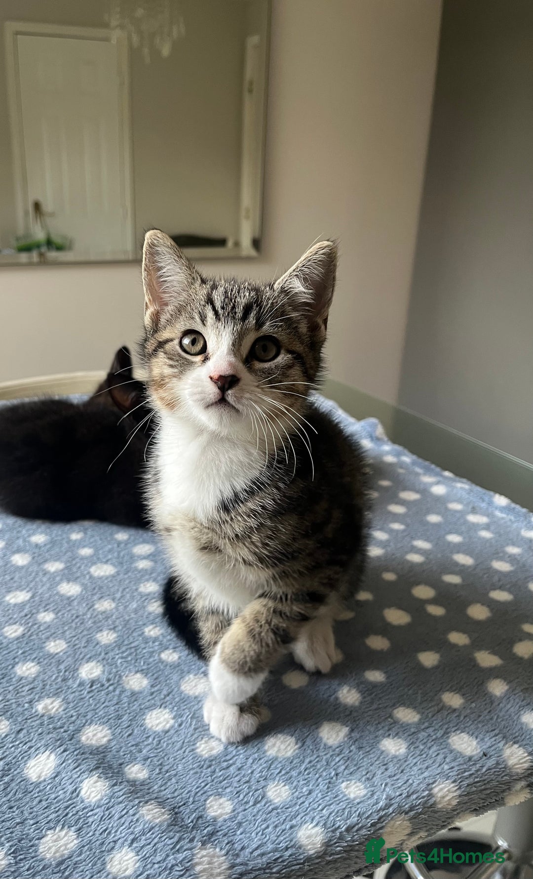 Mixed Breed cats for sale: 4 x Beautiful Adorable Kittens *Ready Now* - Image 31
