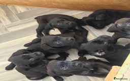 Mixed Breed dogs for sale: Happy and attractive Rotti-Corso puppies  - Image 8