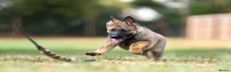 German Shepherd dogs for sale: Working line KC GSD pups  - Advert 22