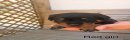 Rottweiler dogs for sale: Outstanding Rottweiler Puppies - Advert 13