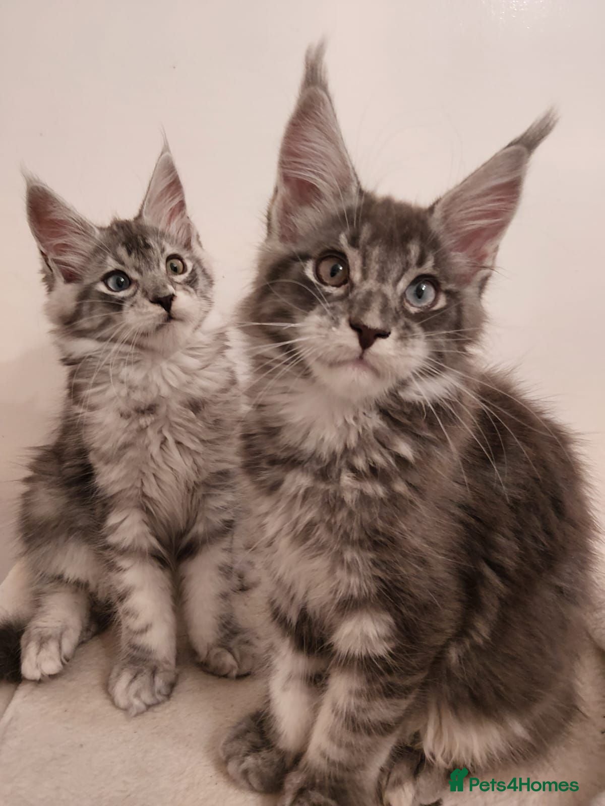 Maine Coon cats 😊Beautiful TICA registered Maine Coon Kittens😊  - Advert 2