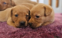 Labrador Retriever dogs for sale: ONLY 1 BEAUTIFUL KC FOX RED GIRL LAB AVAILABLE - Image 22