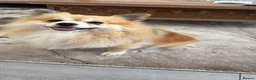 Pomeranian dogs for sale: Pomerianian needs a lovely home in London - Advert 2