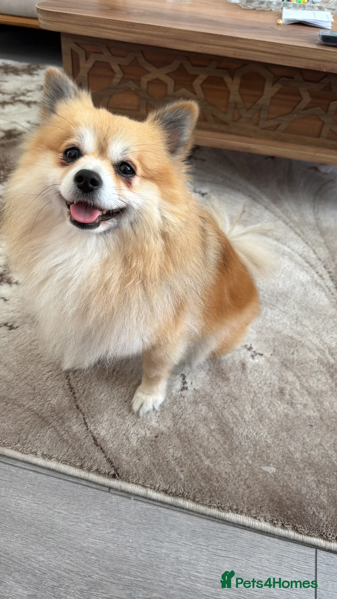 Pomeranian dogs for sale: Pomerianian needs a lovely home in London - Advert 2