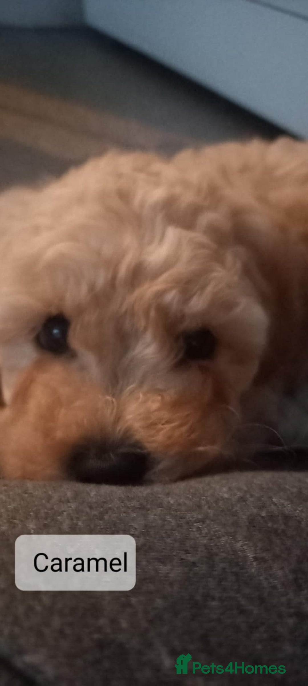 Poochon dogs for sale: Poochon Puppies - Advert 5