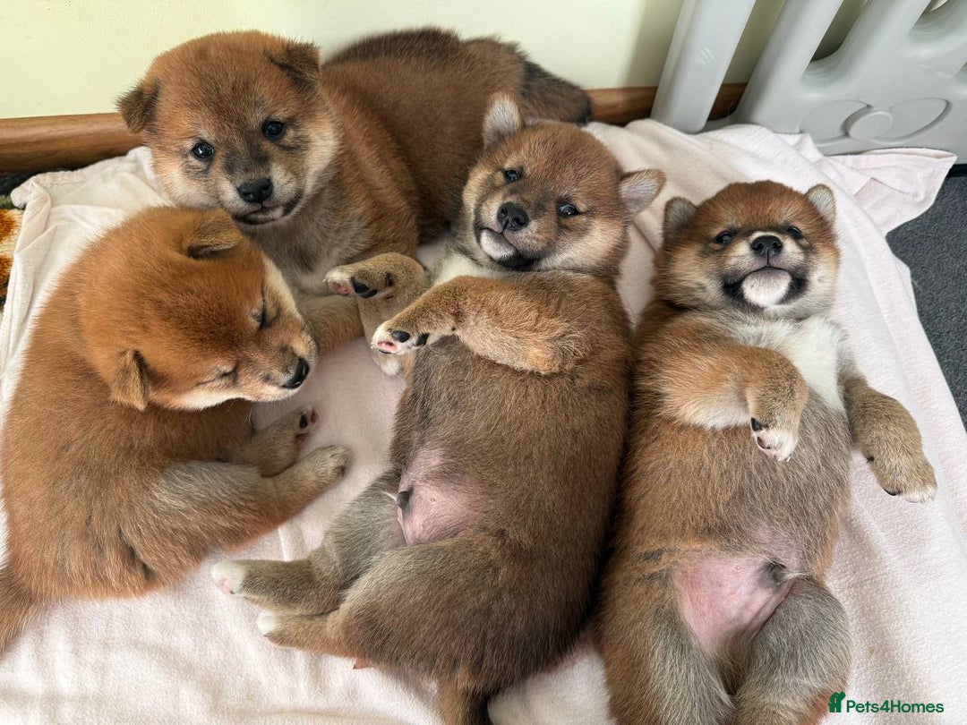Japanese Shiba Inu dogs for sale: 🐕 KC reg Japanese Shiba Inu Puppies 🐕 - Image 8