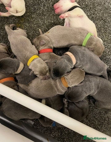 Labrador Retriever dogs in Ware - Advert 2