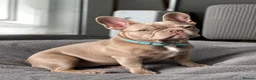 French Bulldog dogs for sale: Female Lilac French Bulldog Puppy Bella - Advert 6