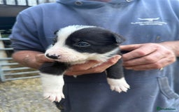Border Collie dogs for sale: Border collie pups  - Image 9