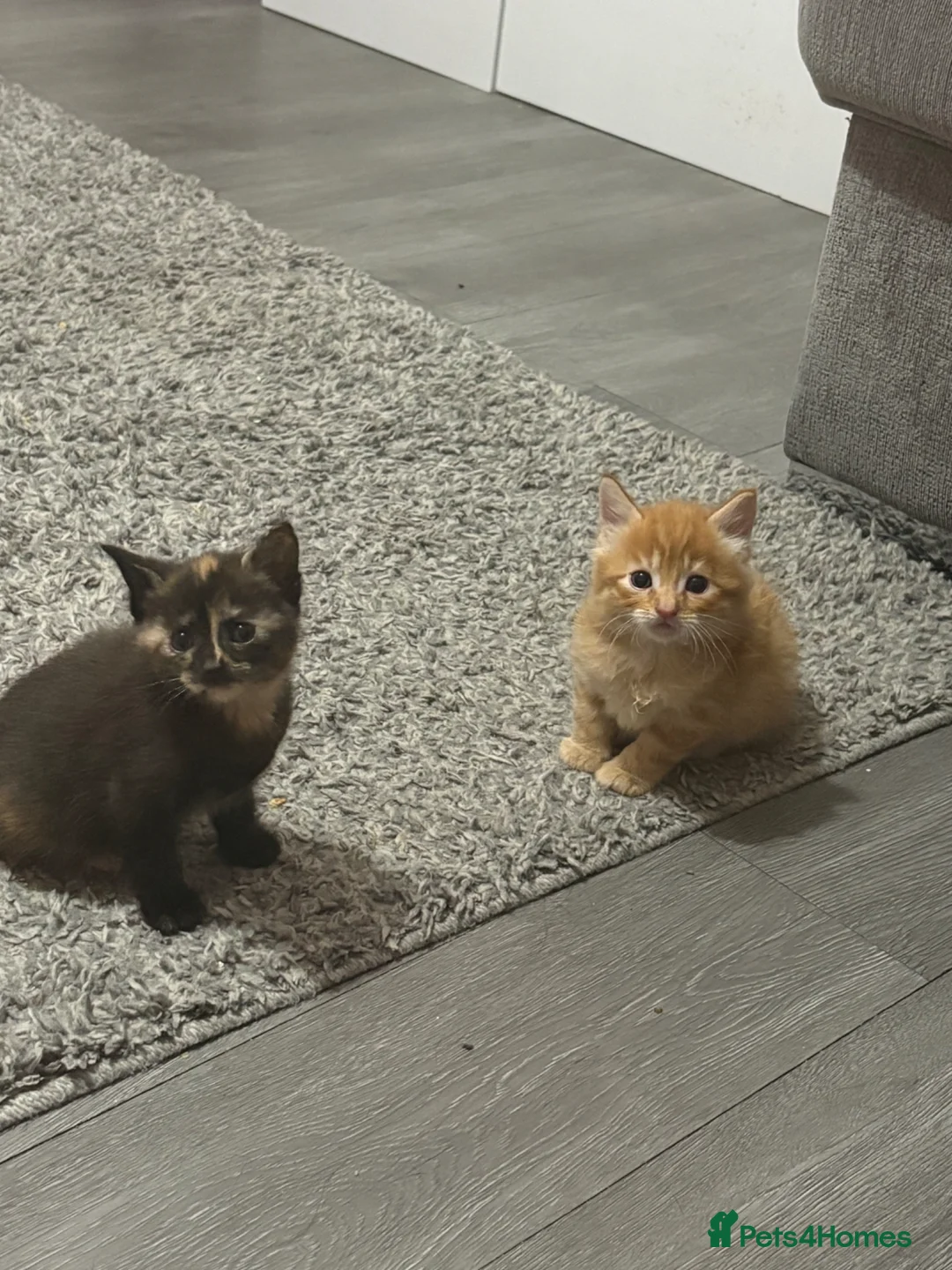 Mixed Breed cats for sale: Unique kittens - Advert 10