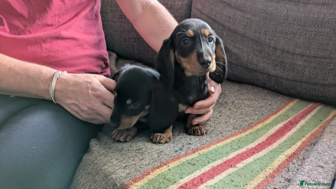 Dachshund dogs for sale: Stunning Long Haired Dachshund Puppies  - Advert 9