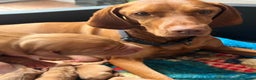 Hungarian Vizsla dogs for sale: 2 Hungarian vizlas available  - Advert 7