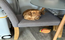 Miniature Dachshund dogs for stud: Cream Male for stud  in Waterlooville - Image 2