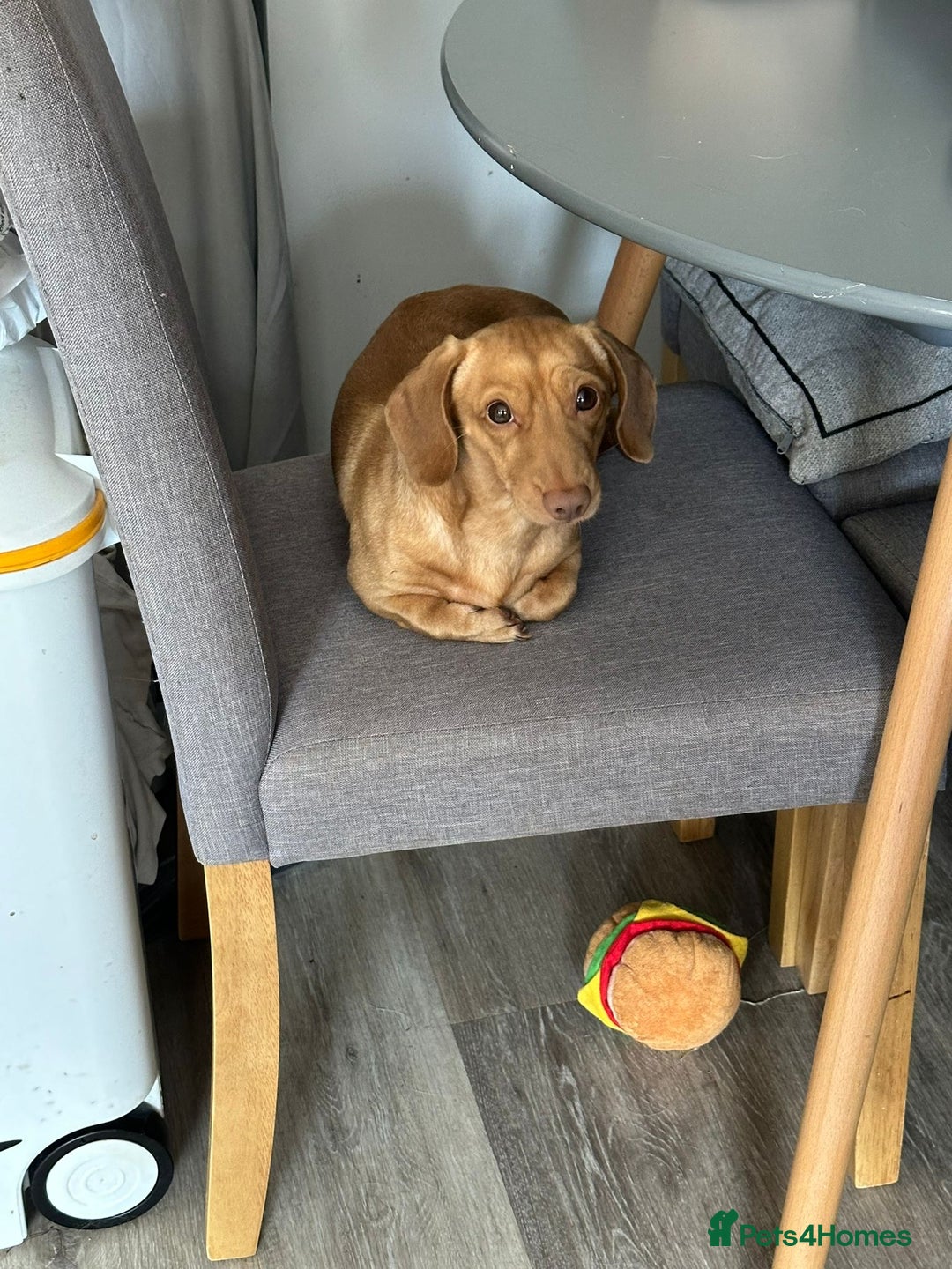 Miniature Dachshund dogs for stud: Cream Male for stud  in Waterlooville - Image 2