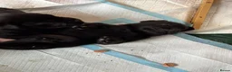 Mixed Breed dogs for sale: Stunning rotticorsos ready now in Doncaster - Advert 6