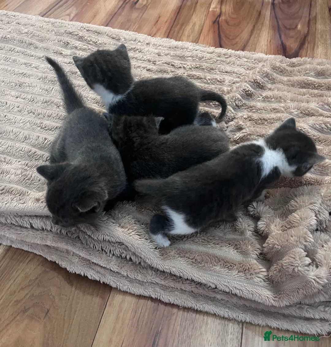 Mixed Breed cats for sale: Mixed British short hair.  in Manchester - Advert 9