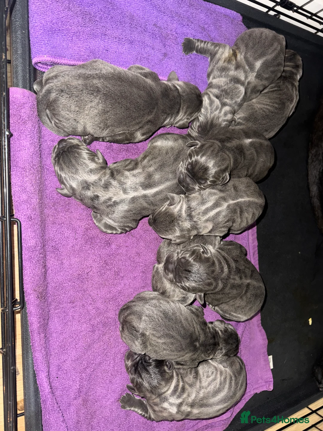 Cane Corso dogs for sale: Cane Corso Rare Blue/Grey Puppies  - Advert 2