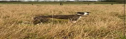 Lurcher dogs for sale: Lurcher saluki greyhound beddlington whippet - Advert 10