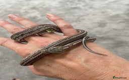 Corn Snake reptiles for sale: 1 Year old Male Corn Snake with Full Set Up - Image 9