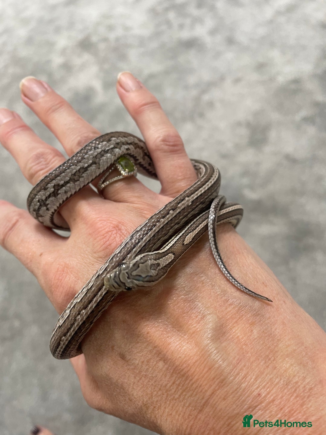Corn Snake reptiles for sale: 1 Year old Male Corn Snake with Full Set Up - Image 9