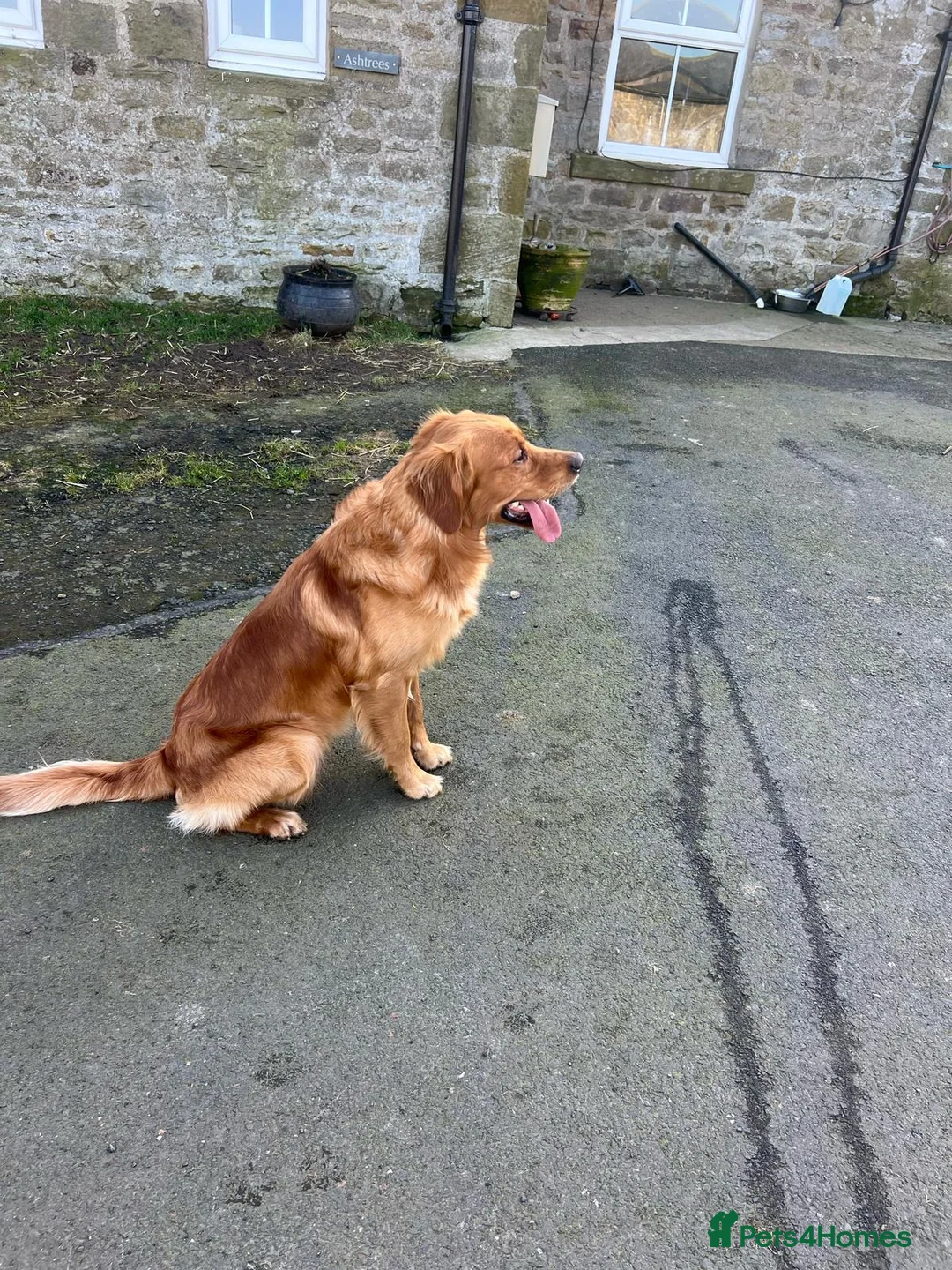 Golden Retriever dogs for sale: Beautiful Trained Golden Retriever  - Advert 7