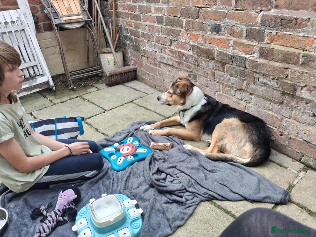 Border Collie dogs for sale: Border Collie (free to the right home) - Advert 2