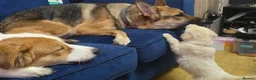 Mixed Breed dogs for sale: Beautiful females - Advert 3