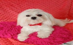 Maltese dogs for sale: Maltese puppies - Image 7