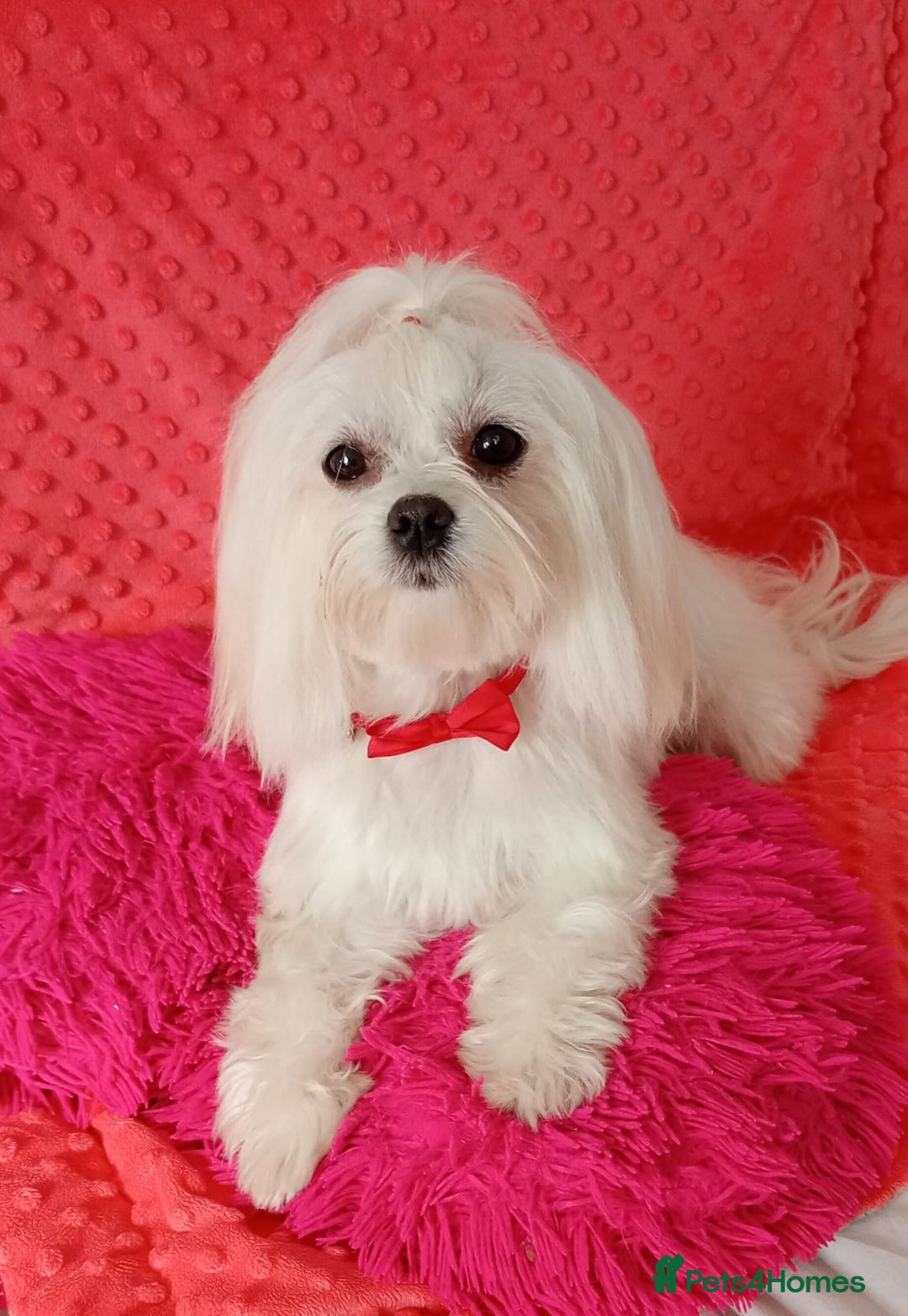 Maltese dogs for sale: Maltese puppies - Image 7