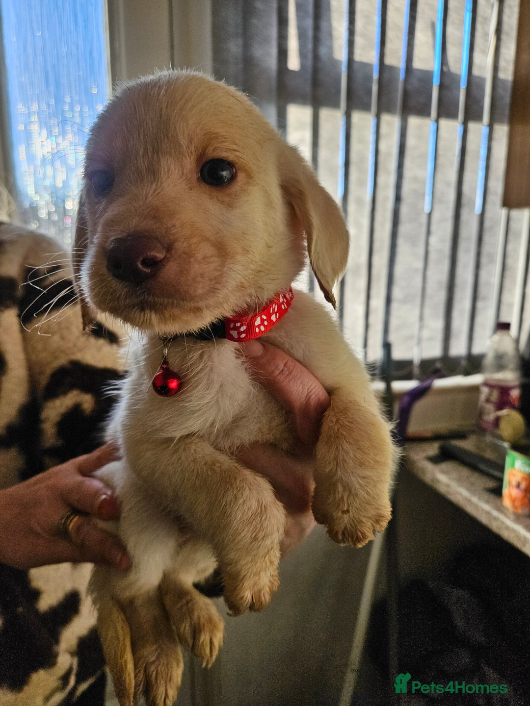 Labradoodle dogs for sale: 9 gorgeous labradoodles, red fox and cream - Advert 11