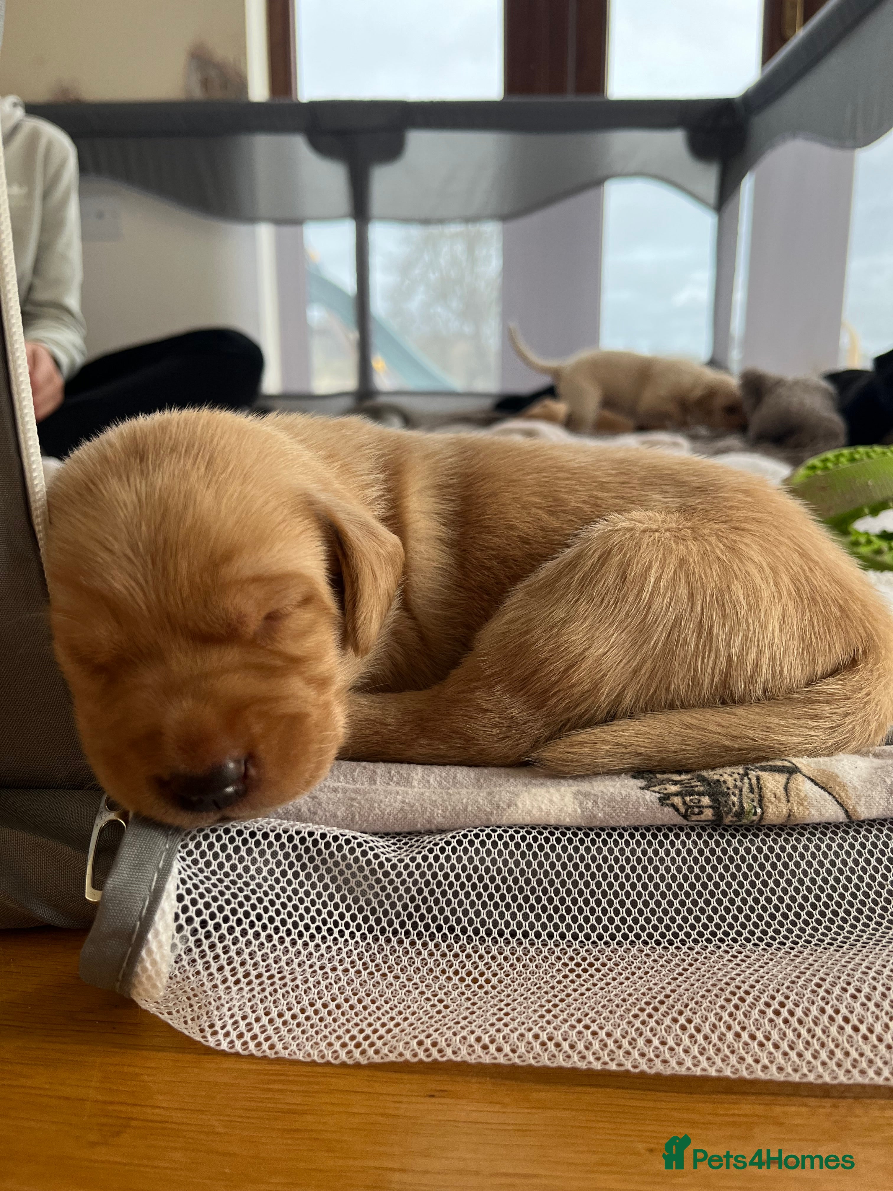 Mixed Breed dogs 💛 Fox Red Lab × Pointer Puppies – Ready 11/3/26 - Advert 3