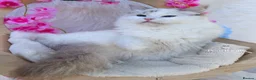 Ragdoll cats for sale: ⭐️AWARD WINNING GCCF CATTERY RAGDOLL KITTENS⭐️ - Advert 24
