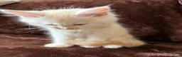 Maine Coon cats for sale: Maine Coon Cross Kittens  - Advert 7