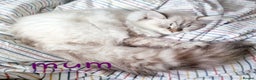 Siberian cats for sale: Siberian kittens GCCF registered, champion lines - Advert 16