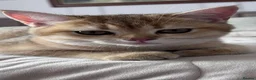 British Shorthair cats for sale: GCCF BSH READY FOR NEW HOME GOLD AND BLUE KITTENS - Advert 11