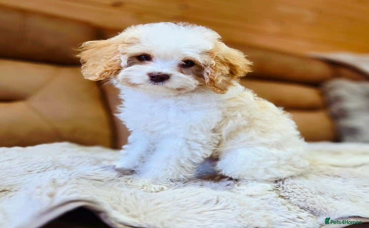 Cavapoo dogs - Advert 1