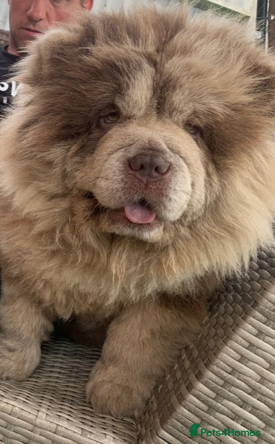 Chow Chow dogs for sale: Chocolate Merle female Chow Chow - Advert 1