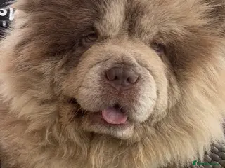 Chow Chow dogs Chocolate Merle female Chow Chow - Advert 4