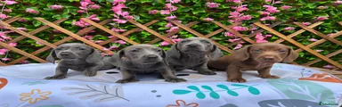 Dachshund 4
