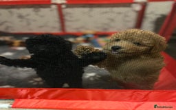 Toy Poodle dogs for sale: Two Adorable Toy Poodle  - Image 4