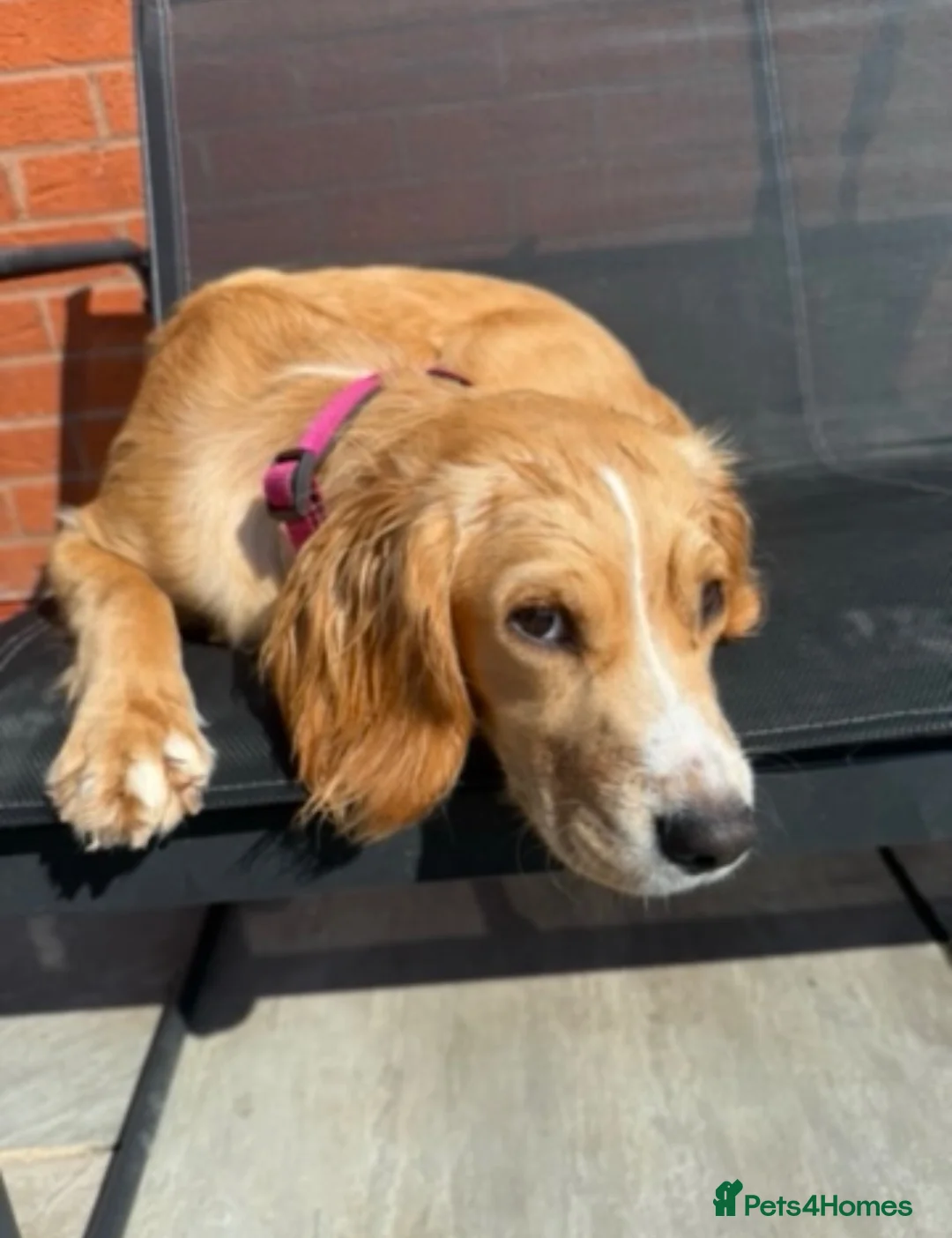 Cocker Spaniel dogs for sale: Working cocker spaniel  in Ellesmere Port - Advert 2