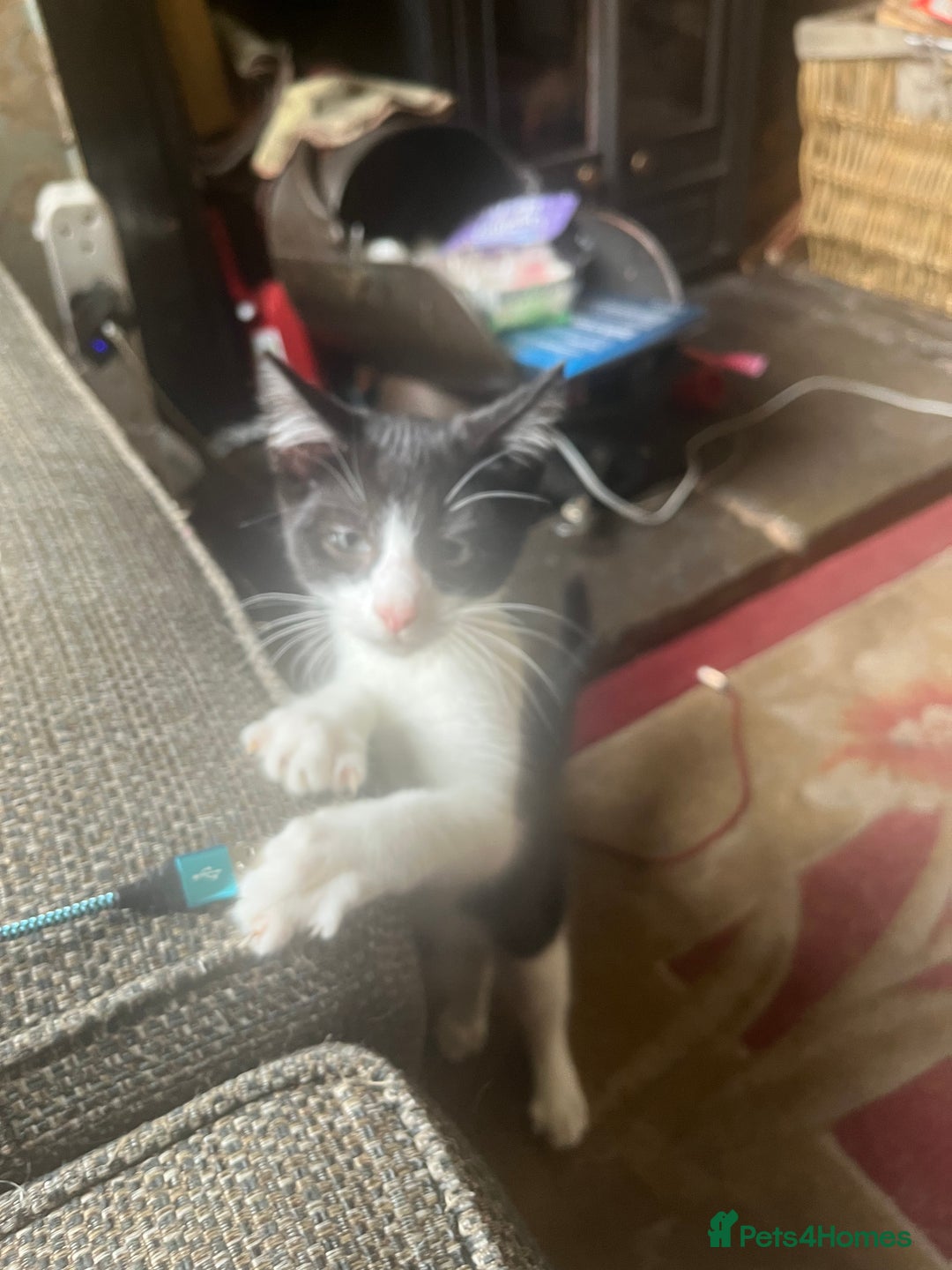 Mixed Breed cats for sale: Beautiful kittens  in Northwich - Image 7