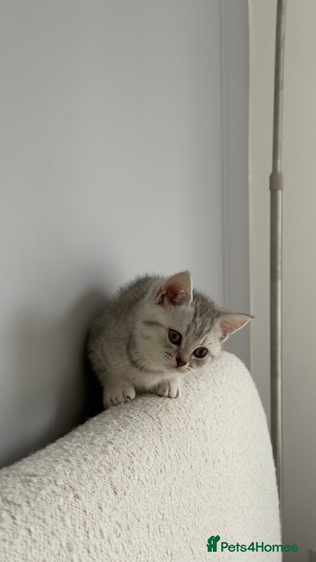 British Shorthair cats for sale: British shorthair adorable Kittens - Image 6