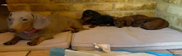 Dachshund dogs for sale: Stunning mini dachshund puppies! - Advert 10